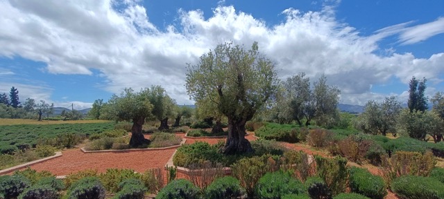 Olive trees. Photo © Karethe Linaae